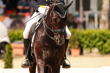 horse in dressage in different garden.