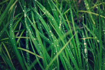 Fototapeta na wymiar Green grass with water drops.