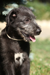 Portrait of amazing irish wolfhound puppy