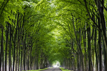 Fototapeta na wymiar Tunnel of trees. Trees grow along the road, forming a lively green tunnel. Green trees grow in the form of arches. Green arches of trees. High trees grow along the road. Gelderland, Holland.