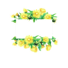 Frame from flowers of a dandelion painted watercolor.