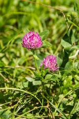 Fototapeta premium blooming red clover Trifolium pratense and green grass close-up. Pink clover flowers in spring, shallow depth of field.