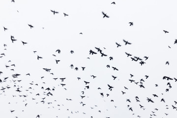 Black raven flock flying in the sky