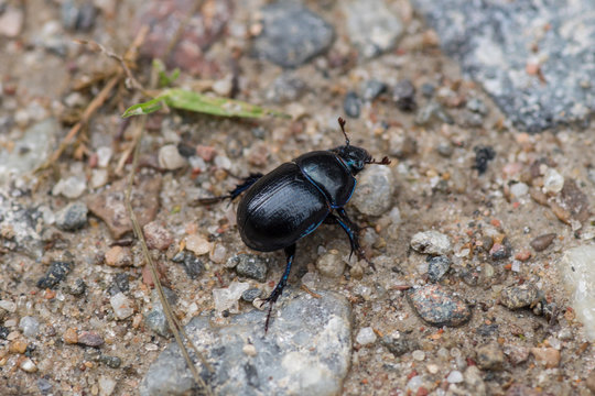 Large black and blue dorbeetle crawling on sand