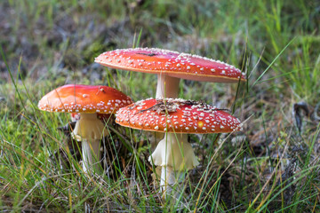 Closeup of a group of red and white Amanita Muscaria mushrooms