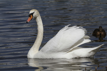 Höckerschwan (Cygnus olor) Seitenansicht