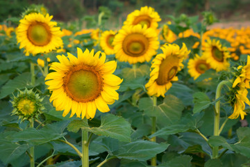 Sunflower with the sunflowers field in background.