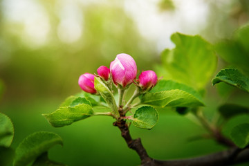 Blooming Apple tree in spring.