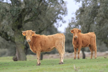 Crias de toro bravo en el campo