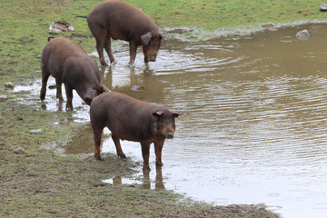 Cerdo iberico en la charca