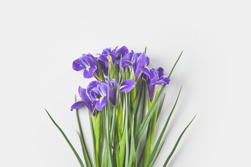 beautiful elegant iris flowers with green leaves on grey