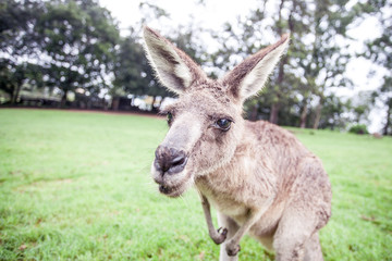 Naklejka na ściany i meble Kangaroo in Australia