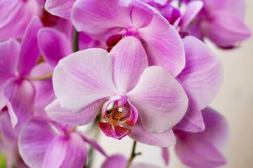 Fototapeta na wymiar Purple orchid background