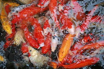Obraz na płótnie Canvas Koi carps crowding together competing for food. 