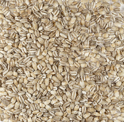 barley porridge, pearl barley
