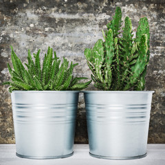 Collection of various potted cactus and succulent plants. Potted cactus house plants on white shelf against retro grunge wall.