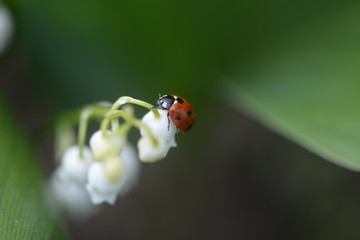 ladybug on the lily of the valley