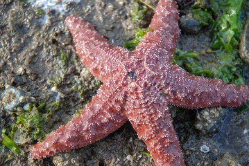 5 legged red starfish on barnacled beach