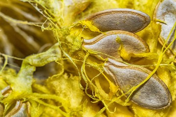 seeds of the zucchini