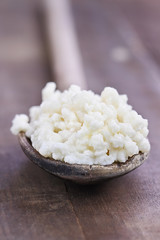 Fresh Kefir grains. Selective focus with extreme shallow depth of field. One of the top health foods available providing powerful probiotics. It is cultures of yeast and bacteria.