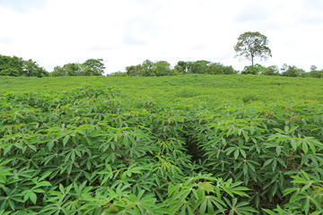 Fototapeta na wymiar Cassava plantation field. 