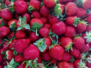 Organic freshness strawberries. Natural and no filter. Fruit background.