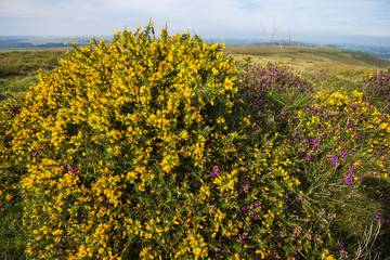 Yellow gorse flowers in full bloom on Dartmoor, Devon, England