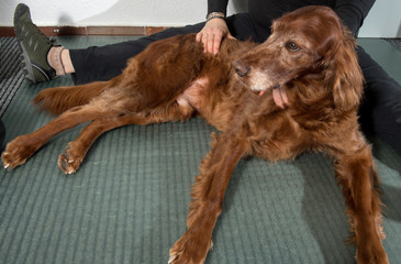 Hundephysiotherapie, Befundung bei liegendem Hund