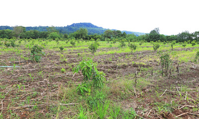 Fototapeta na wymiar Small Mango field in valley of Thailand. 