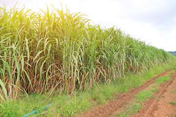 Sugarcane and road to the plant with sun rays.
