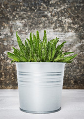 Potted cactus house plant on white shelf against retro grunge wall.