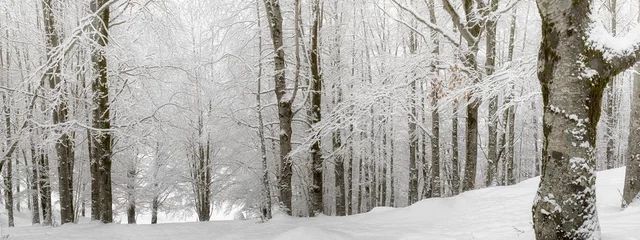Selbstklebende Fototapeten Schneebedeckter Waldweg, tagsüber beleuchtet. Hintergrund © Gennaro Leonardi