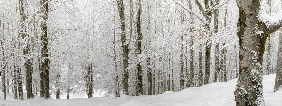 Fototapeta Snow-covered forest path, illuminated by day. Background