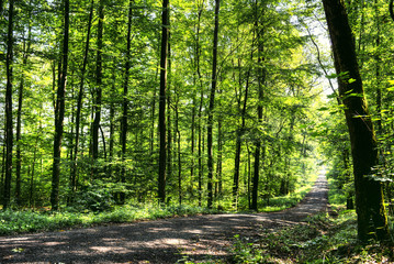 Obraz premium Leśna ścieżka na wiosnę