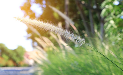 Wild grasses at golden sunset.
