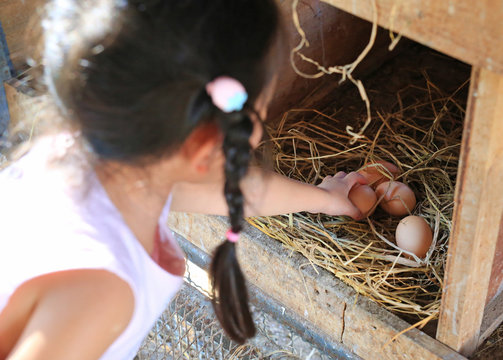 Child keeping eggs lie on the hay in wood box in farm.