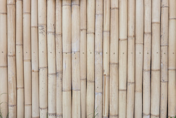 Bamboo cover background