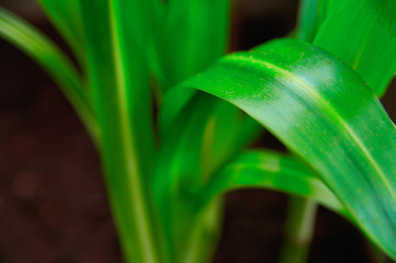 Concept growth and freshness. Long extended green plant leaves bright green on dark background close-up. Selective focus.