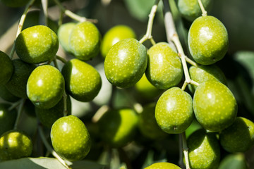 Olives on olive tree.