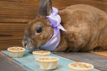 Cute brown rabbit with blue bow on wooden boards background eating food