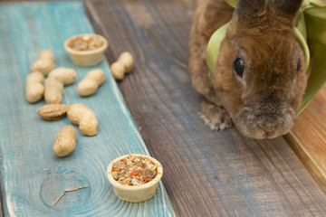 Fototapeta premium Cute brown rabbit with green bow on wooden boards background eating food
