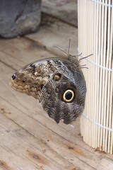 A brown tropical owl butterfly with closed wings  © E-lona