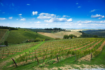 Fototapeta na wymiar Montalcino, vineyard, cypress trees and old farm. Tuscany, Italy Europe