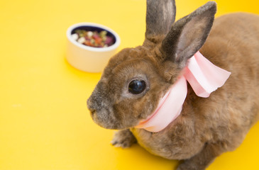 Cute brown rabbit with rose bow eating food on yellow background