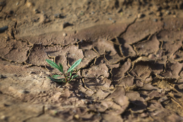 plant in the desert