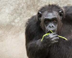 Young chimpanzees are eating.