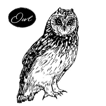 Owl hand drawn vector graphics