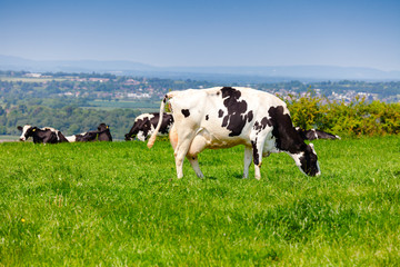 English rural landscape in with grazing Holstein Friesian cattle