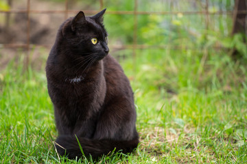Naklejka na ściany i meble Cute beautiful bombay black cat outdoors in green grass with copyspace