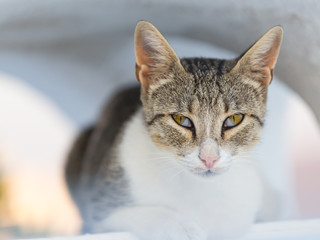 Close-up of cat on Santorini island, Greece